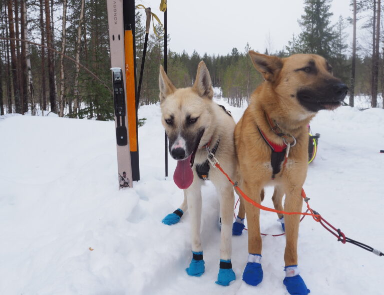 Når jaktski blir trekkski – på Finnskogen
