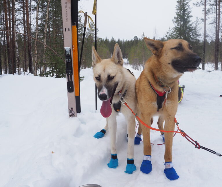 Når jaktski blir trekkski – på Finnskogen