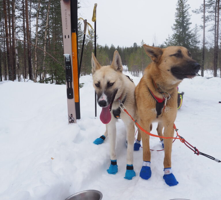 Når jaktski blir trekkski – på Finnskogen