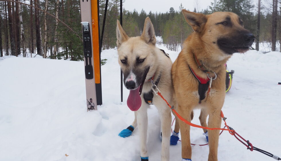 Når jaktski blir trekkski – på Finnskogen
