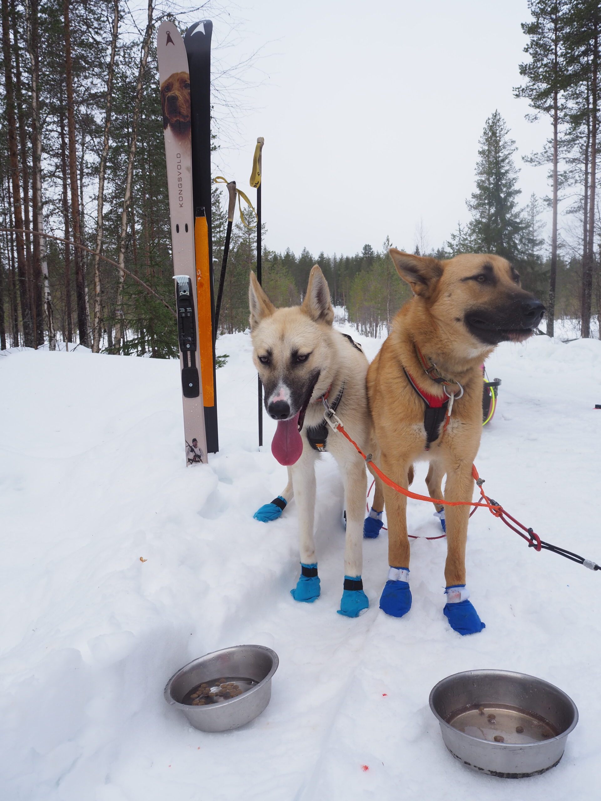 Når jaktski blir trekkski – på Finnskogen